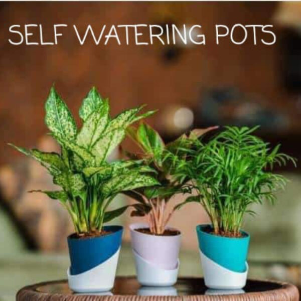 Self Watering Desk Planter